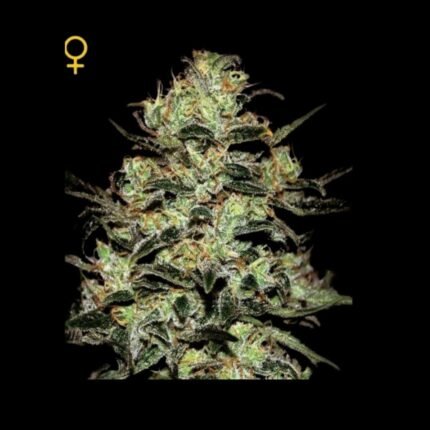 Green House Seeds Moby Dick