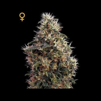 Green House Seeds Sweet Mango Auto