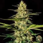 Jack Herer | Feminisierte Hanfsämlinge