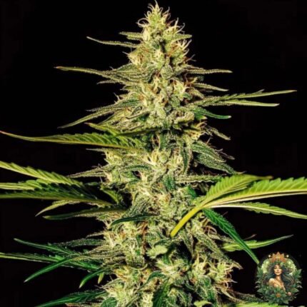 Jack Herer | Feminisierte Hanfsämlinge