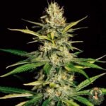 Jack Herer Cannabis Strains