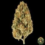 Jack Herer Cannabis Strains