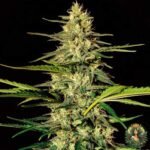 Jack Herer Hanfsämlinge