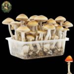 Magic Mushroom Growkit Golden Teacher