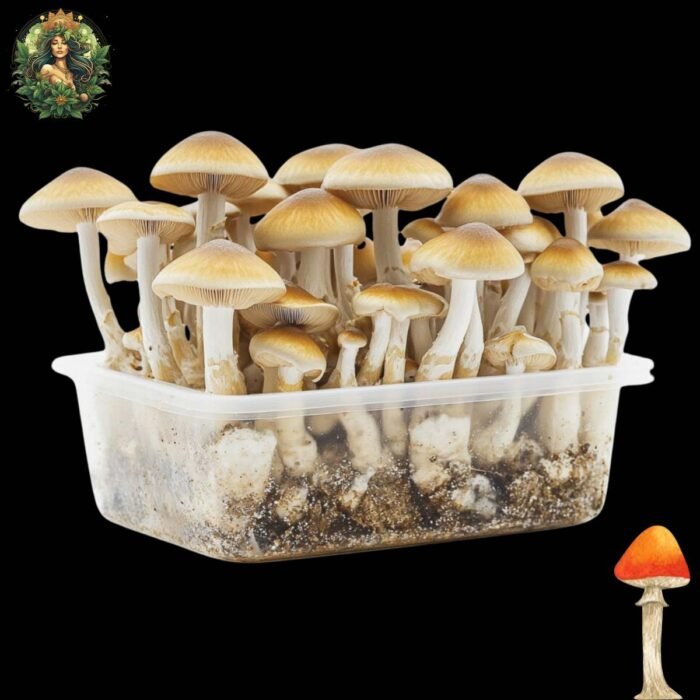 Magic Mushroom Growkit Golden Teacher