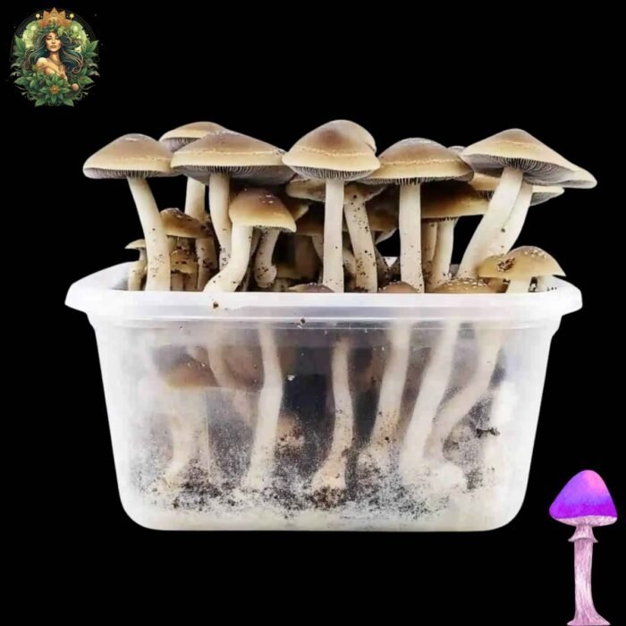 Magic Mushroom Growkit Golden Teacher