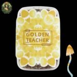 Magic Mushroom Growkit Golden Teacher