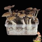 Magic Mushroom Growkit Thai