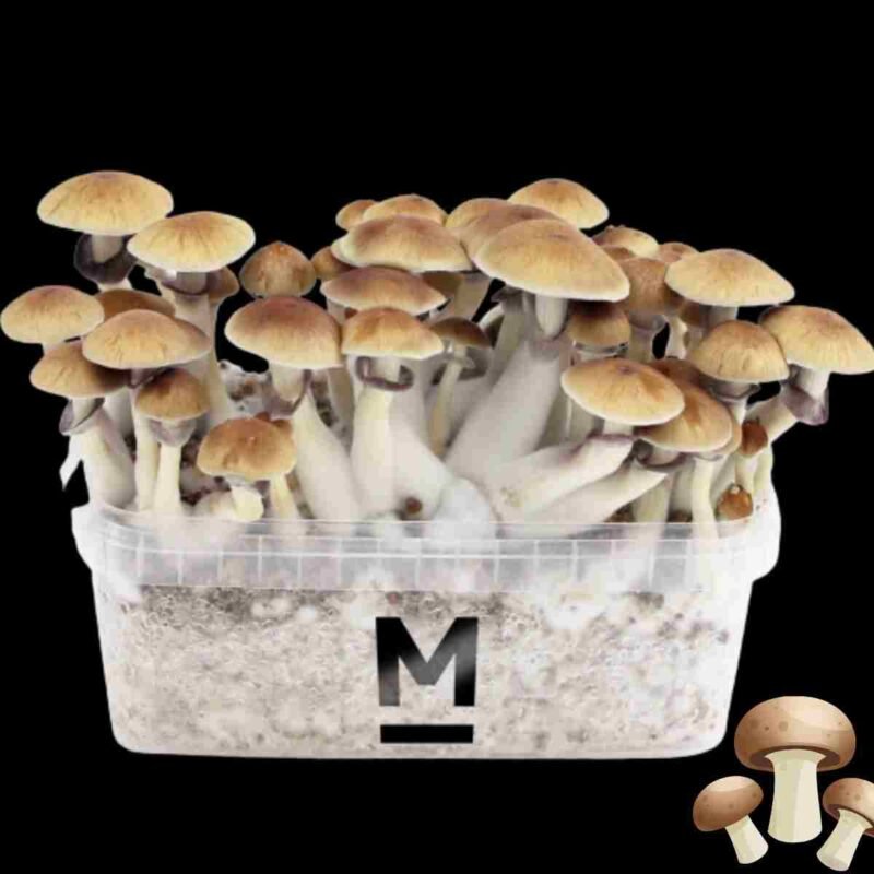 Magic Mushrooms Growkit GOLDEN TEACHER