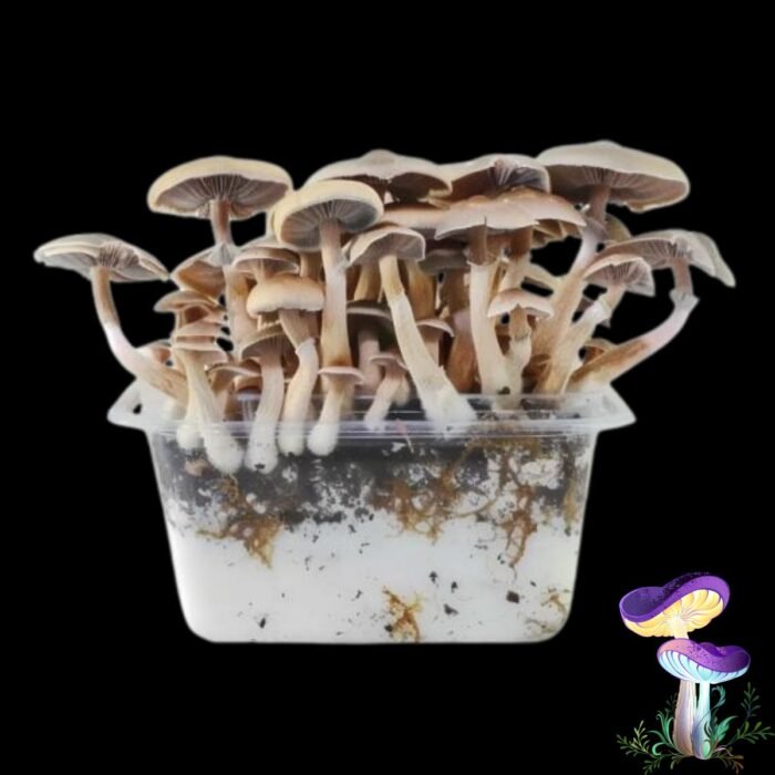 Magic Mushroom McKennaii Growkit