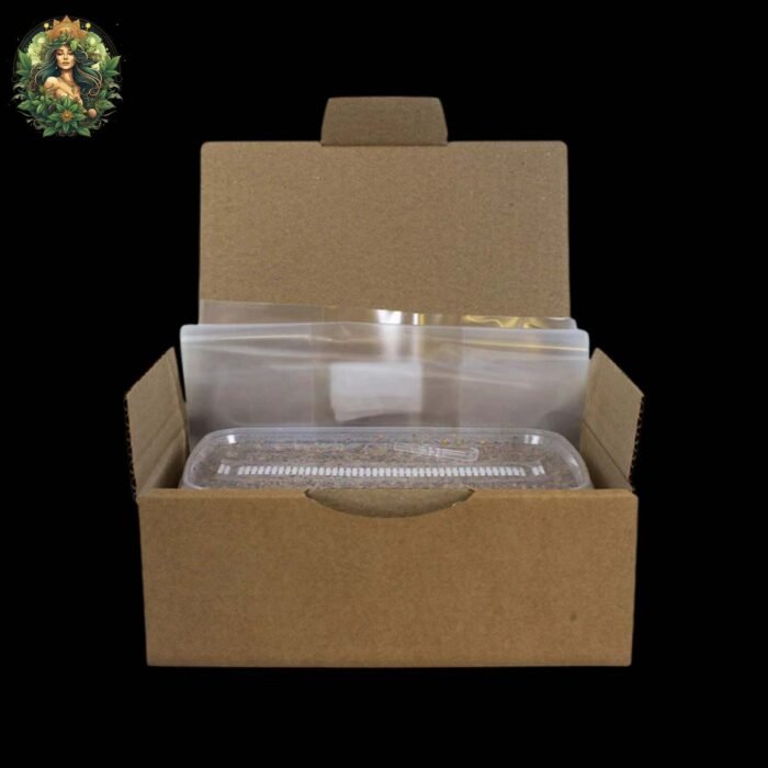Magic Mushroom Growkit Golden Teacher