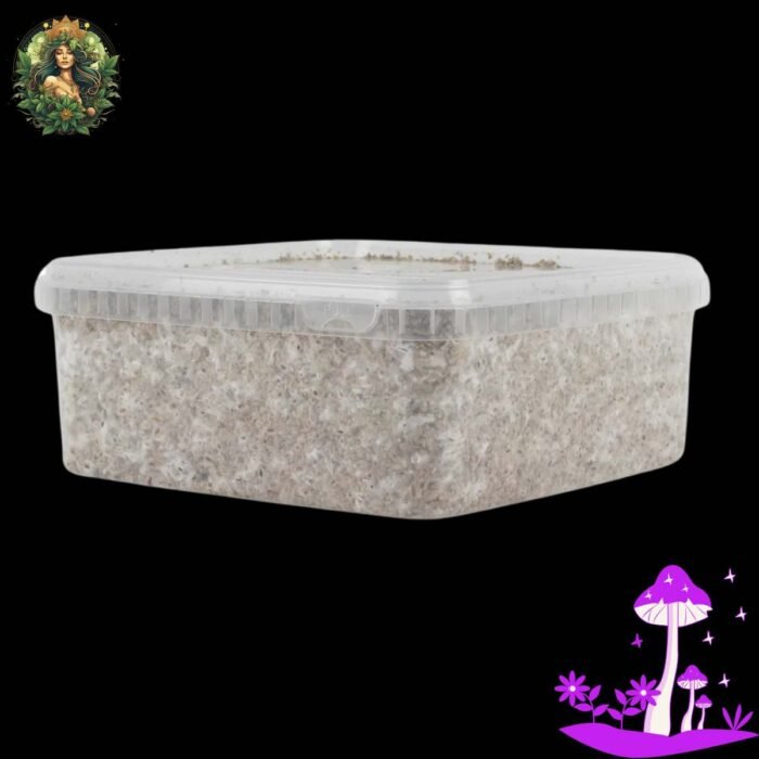 Magic Mushroom Growkit Golden Teacher
