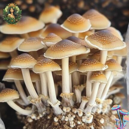 Magic Mushroom McKennaii Growkit