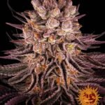 Barneys Farm Mimosa x Orange Punch