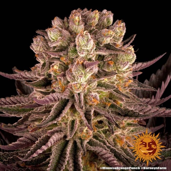 Barneys Farm Mimosa x Orange Punch
