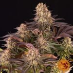 Barneys Farm Mimosa x Orange Punch