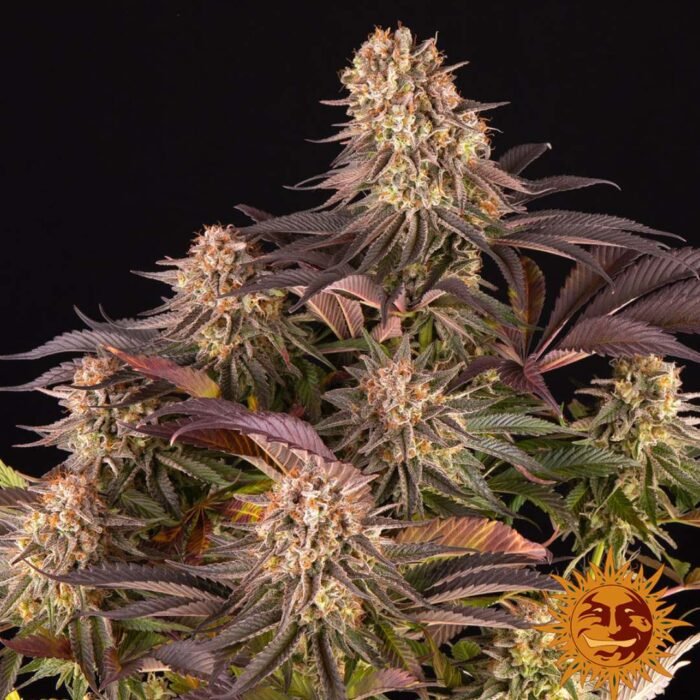 Barneys Farm Mimosa x Orange Punch