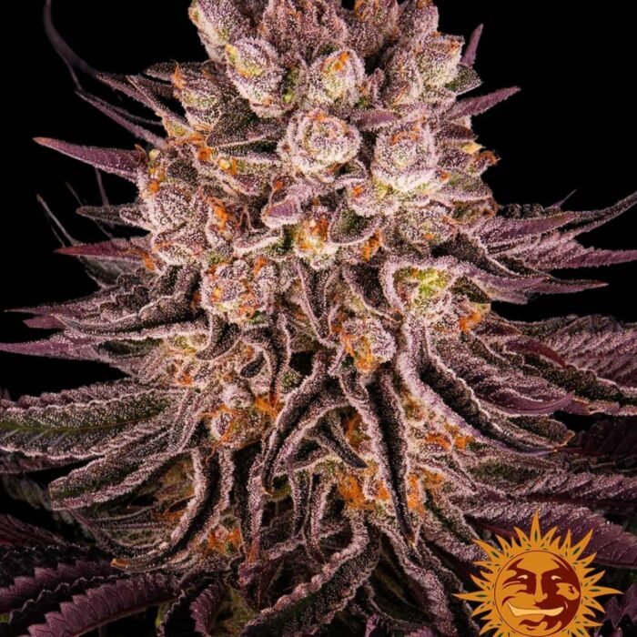 Barneys Farm Mimosa x Orange Punch