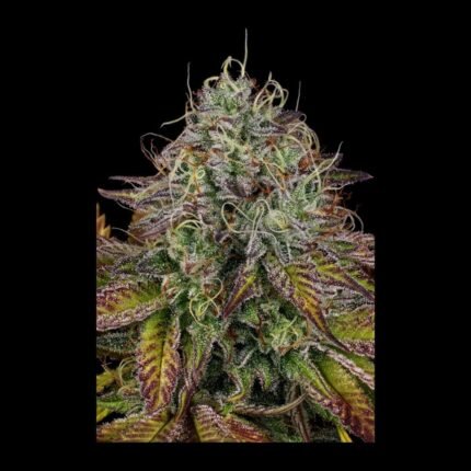 Paradise Seeds Apricot Candy