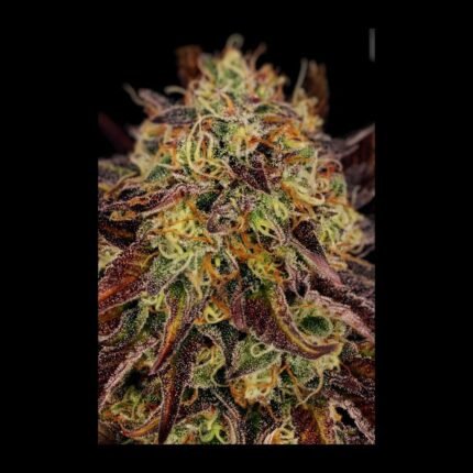 Paradise Seeds Tangerine Sorbet