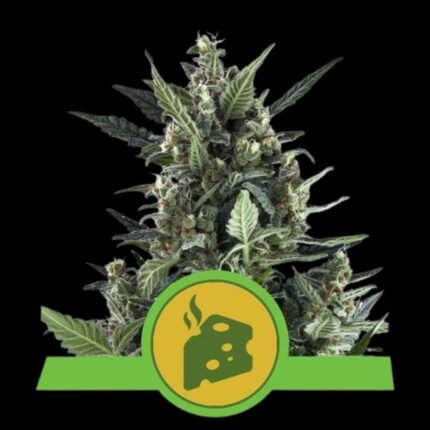 Royal Queen Seeds Blue Cheese Auto