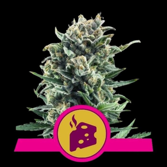 Royal Queen Seeds Blue Cheese