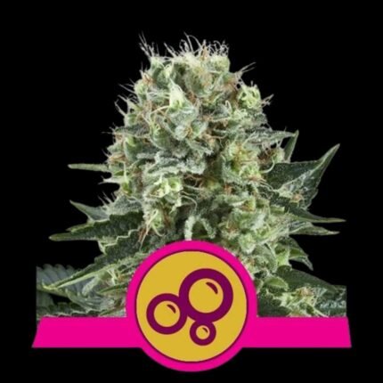 Royal Queen Seeds Bubble Kush