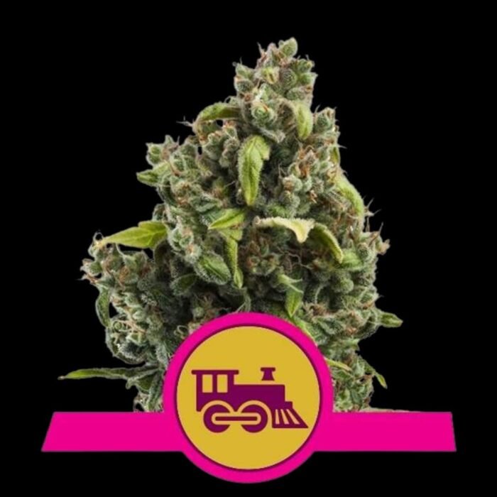 Royal Queen Seeds Candy Kush Express