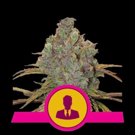 Royal Queen Seeds El Patron