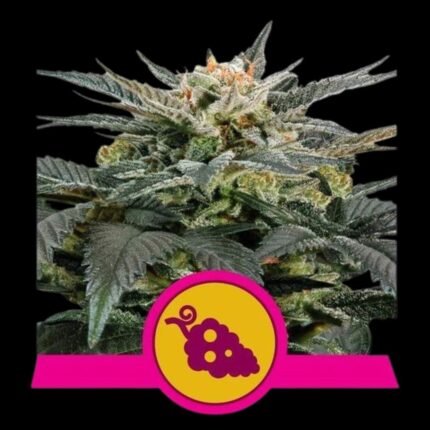 Royal Queen Seeds Fruit Spirit