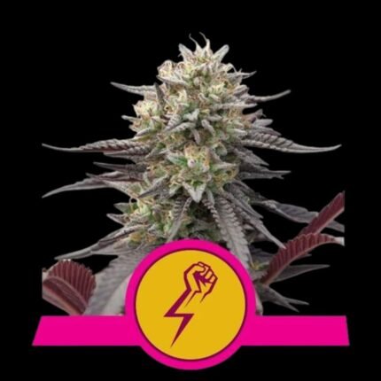 Royal Queen Seeds Green Crack Punch