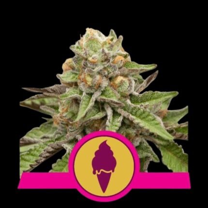 Royal Queen Seeds Green Gelato