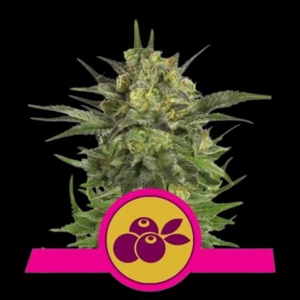 Royal Queen Seeds Haze Berry