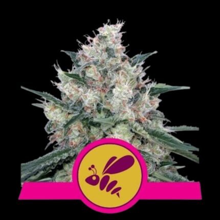 Royal Queen Seeds Honey Cream Fast Flowering