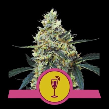 Royal Queen Seeds Mimosa USA Premium