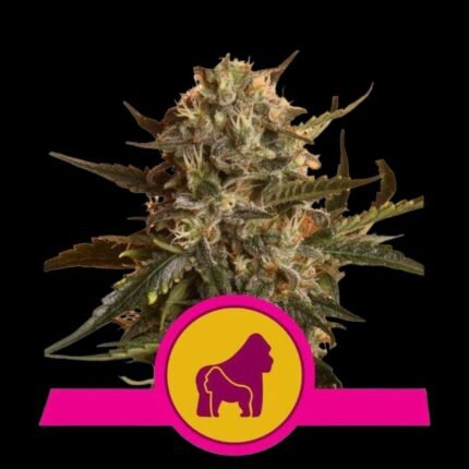 Royal Queen Seeds Mother Gorilla