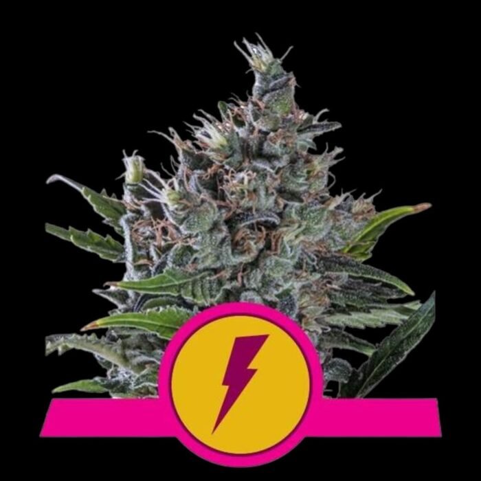 Royal Queen Seeds North Thunderfuck