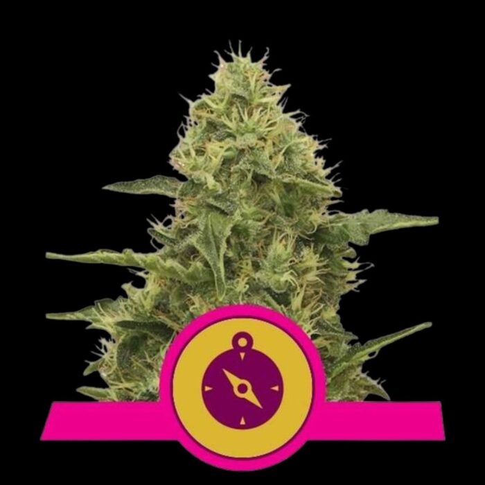 Royal Queen Seeds Northern Light