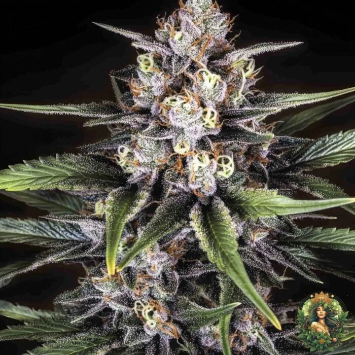 Wappa Strain