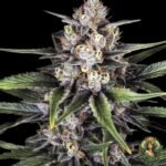 Wappa Strains