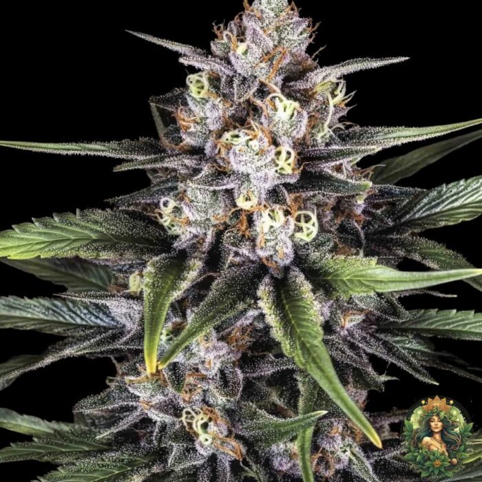 Wappa Strains