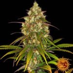 Barneys Farm Liberty Haze
