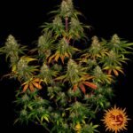 Barneys Farm Liberty Haze