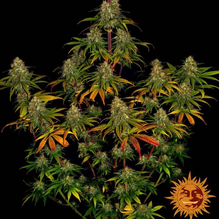 Barneys Farm Liberty Haze