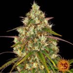 Barneys Farm Liberty Haze