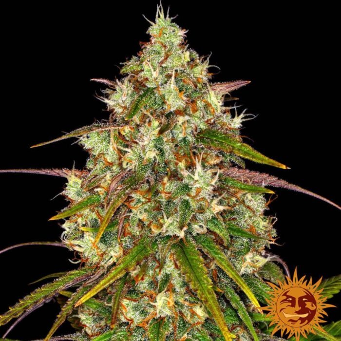 Barneys Farm Liberty Haze