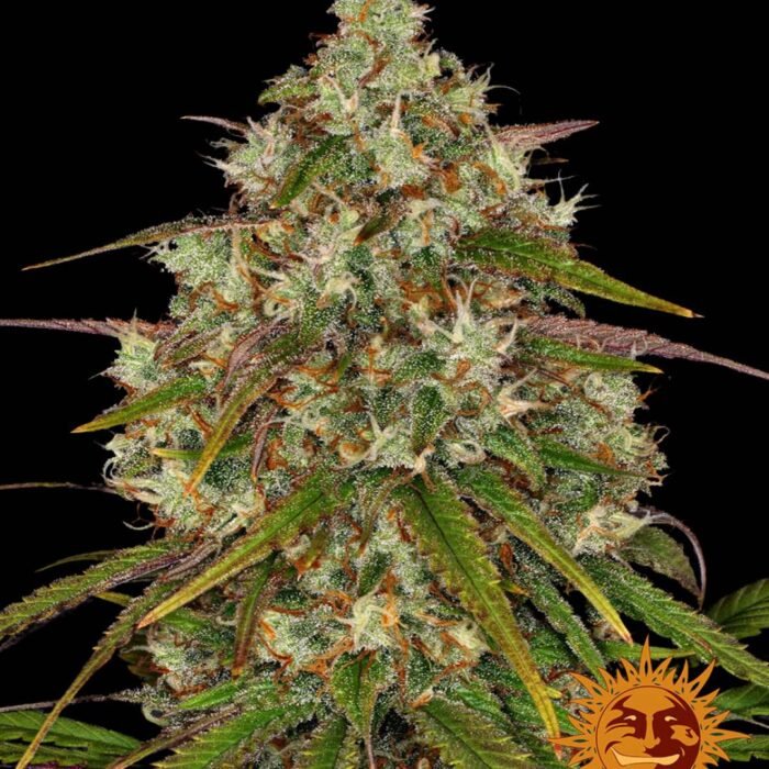 Barneys Farm Liberty Haze