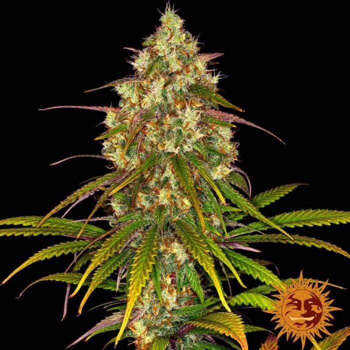 Barneys Farm Liberty Haze