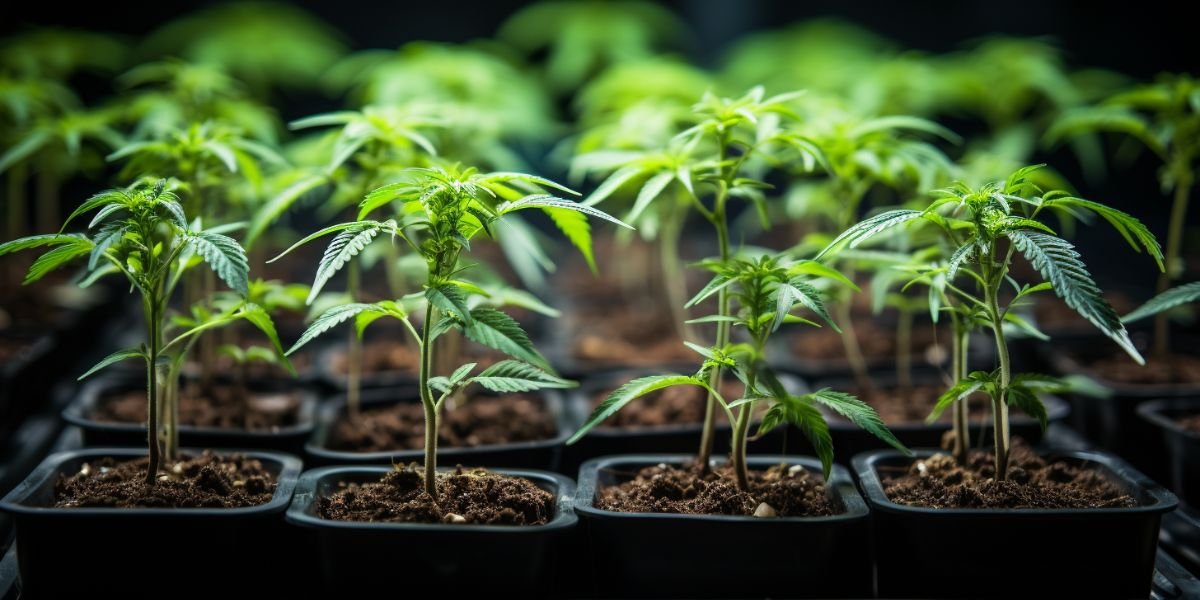 Cannabis & Growshop indoor Growing