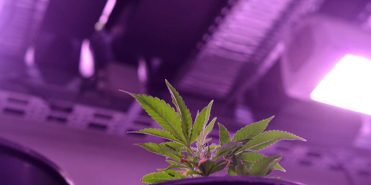Cannabis Beleuchtung indoor growing